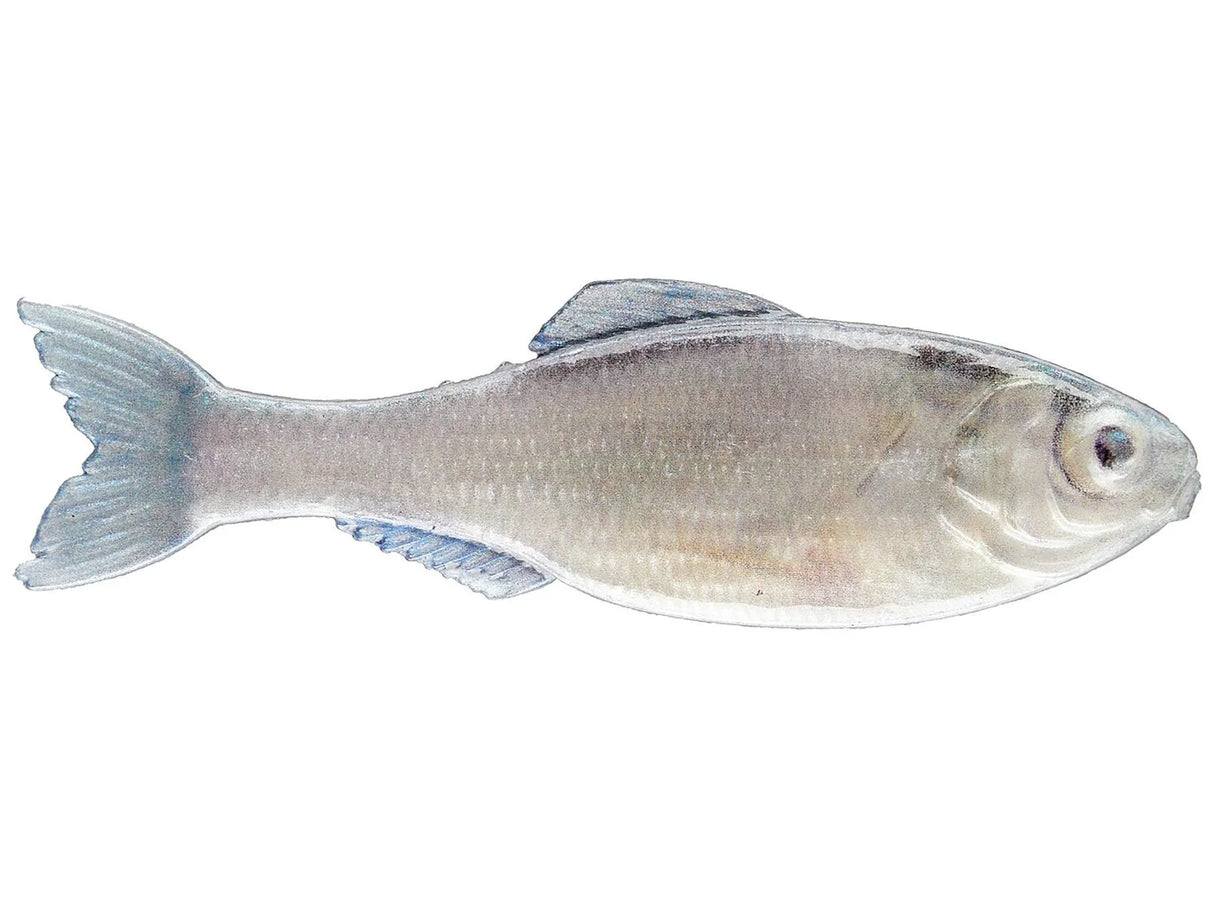 6TH SENSE THE PANORAMA