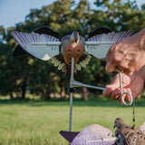 AVIAN X POWERFLIGHT DOVE