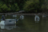 AVIAN X TOPFLIGHT PINTAILS