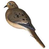 AVIAN X AXP FULL BODY DOVES