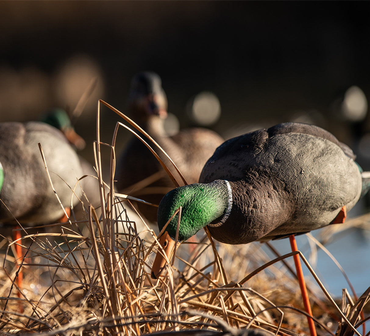 AVIAN X FULL BODY MALLARDS: FUSION PACK