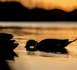 AVIAN X TOPFLIGHT PINTAILS