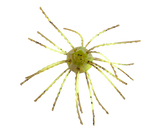 STRIKE KING TUMBLEWEED