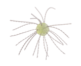 STRIKE KING TUMBLEWEED