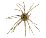 STRIKE KING TUMBLEWEED